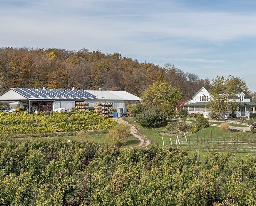 Winery vines