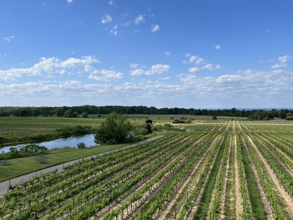 Vineyards