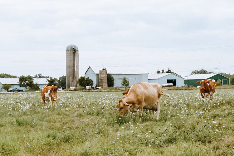 local hot spot - farm