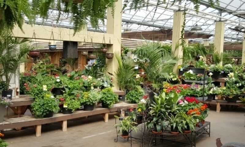 Local hot spot - greenhouse