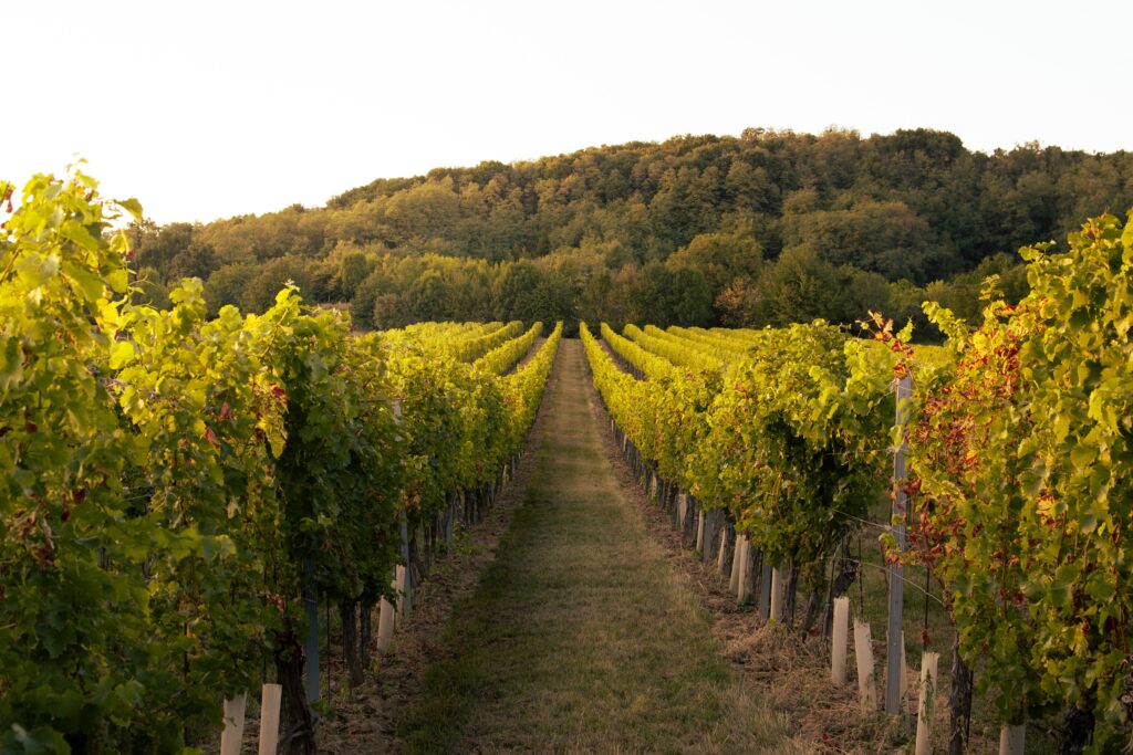 wine vineyards
