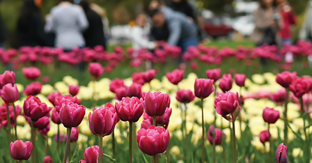 tulip field