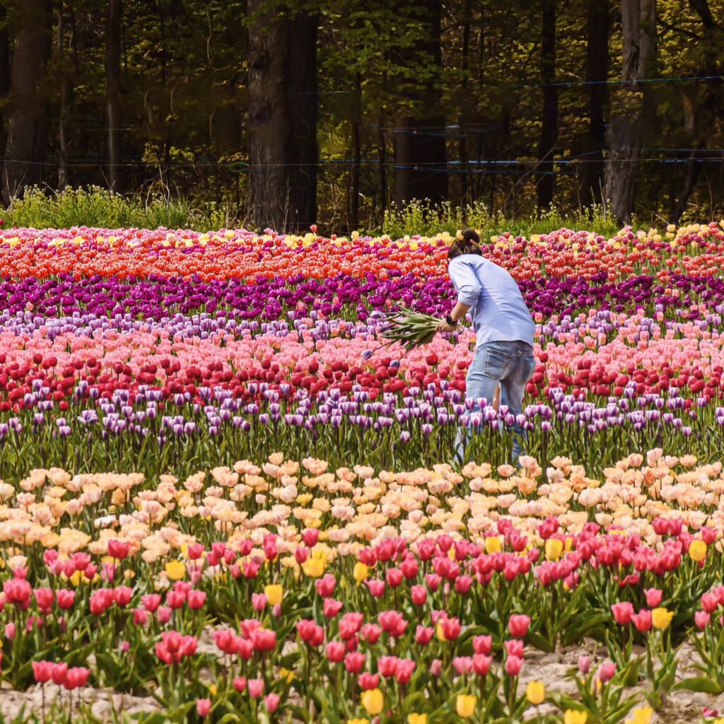 picking tulips