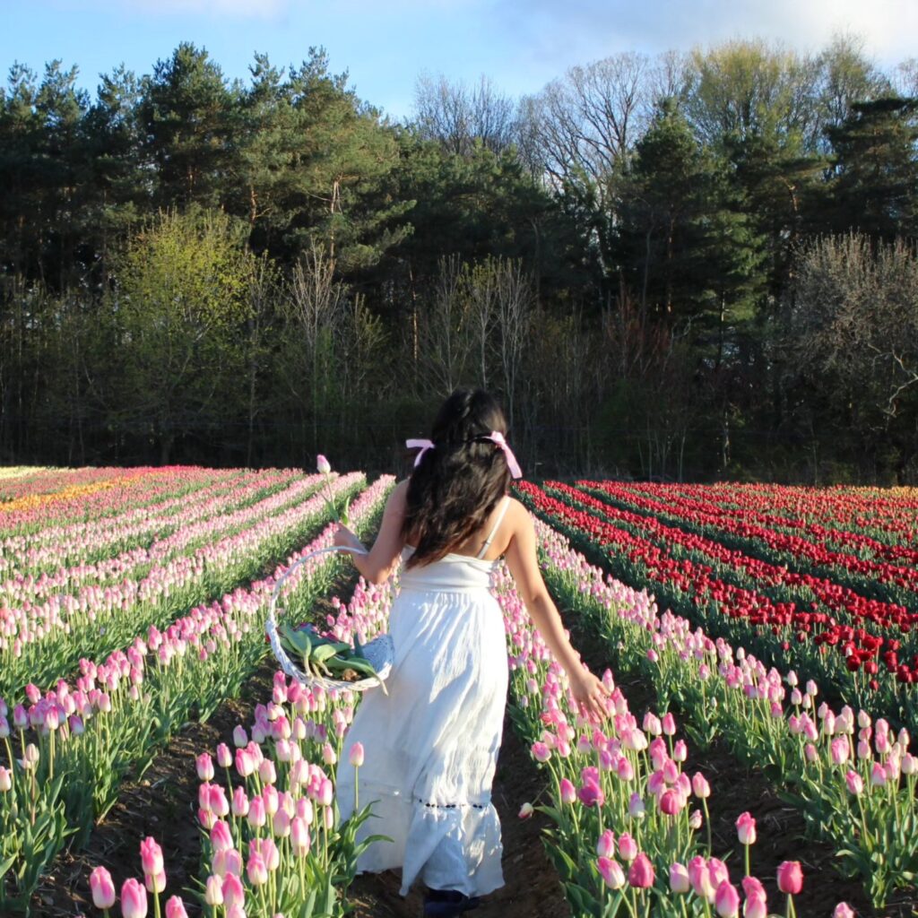 woman in tulip field