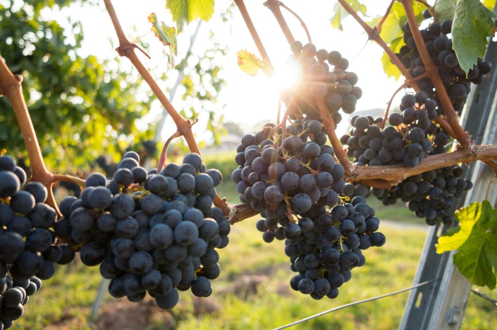 Grapes on vines