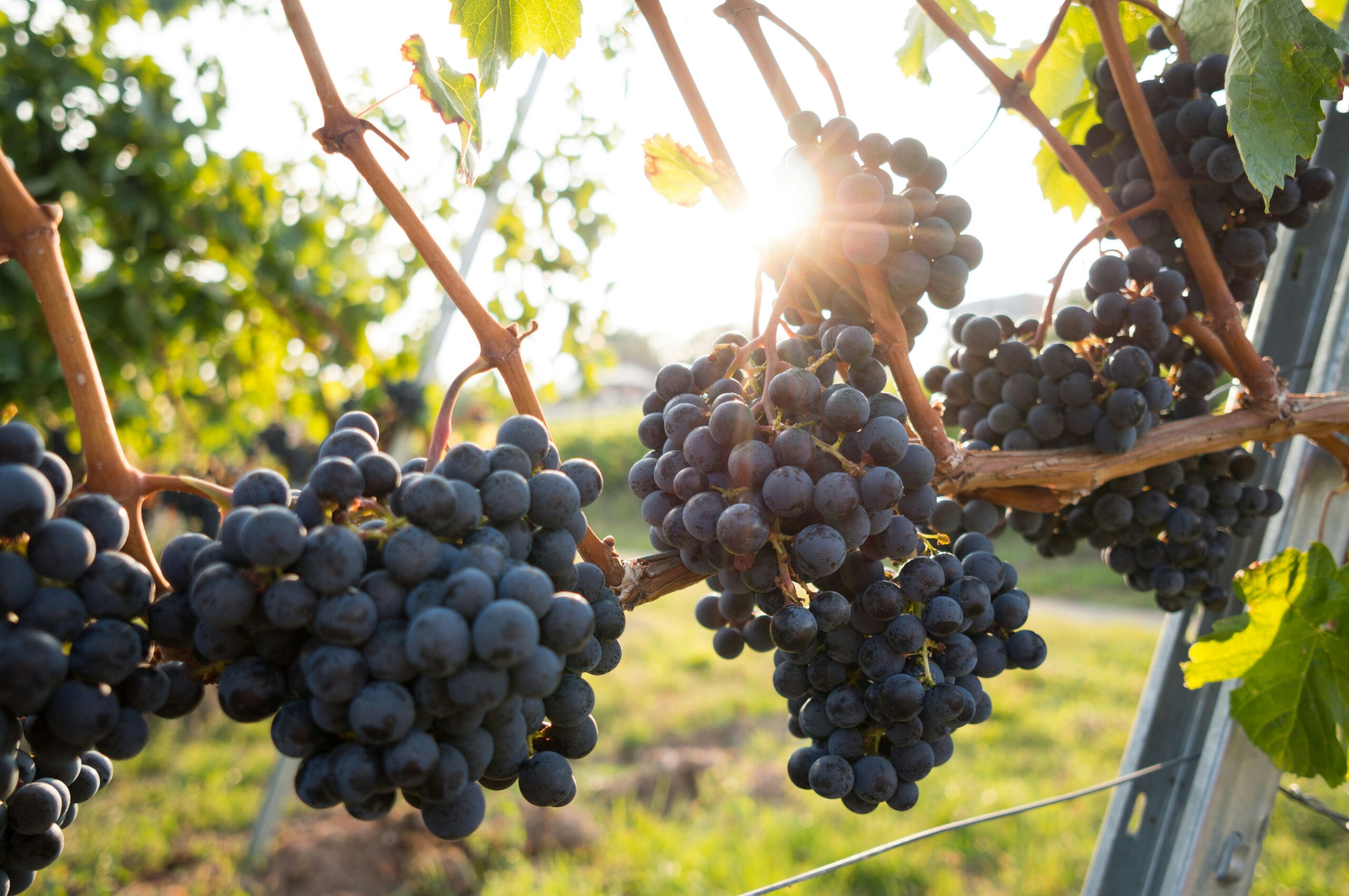 Harvest Season in Niagara
