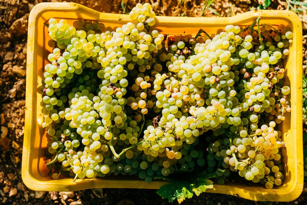 grapes in yellow bin