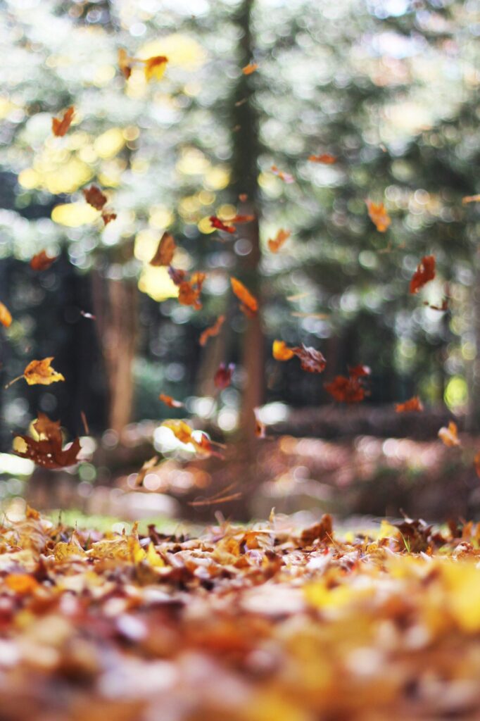 fall leaves