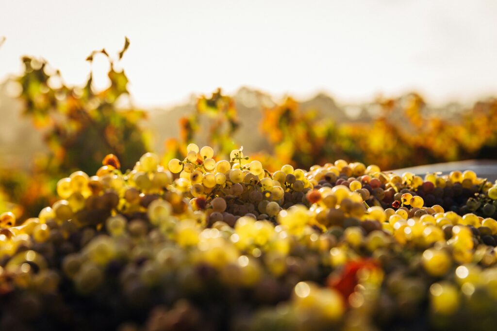 havest grapes